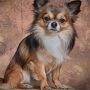 APK Chihuahua live wallpaper