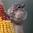 APK Funny rodents live wallpaper
