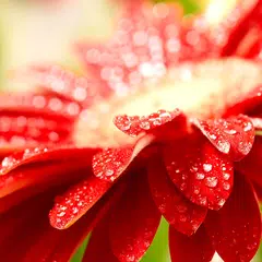 Flowers in dew live wallpaper Icon
