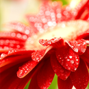 APK Flowers in dew live wallpaper