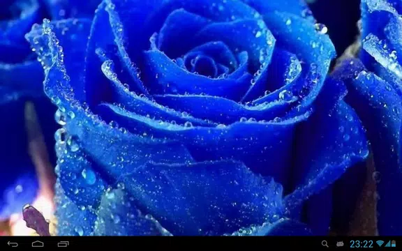 Screenshot 11 for Flowers in dew live wallpaper