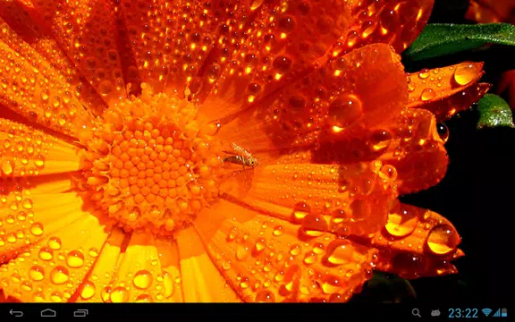 Screenshot 8 for Flowers in dew live wallpaper