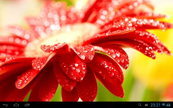 Screenshot 6 for Flowers in dew live wallpaper
