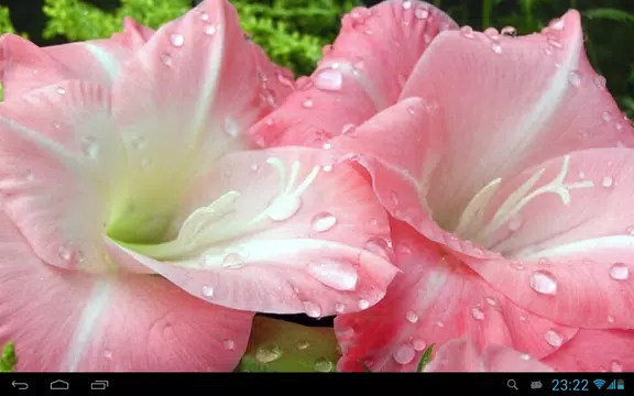 Screenshot 7 for Flowers in dew live wallpaper