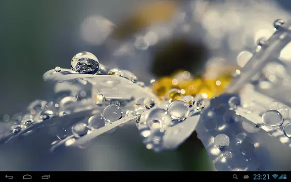 Screenshot 10 for Flowers in dew live wallpaper
