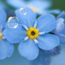 APK Forget-me-not Live Wallpaper