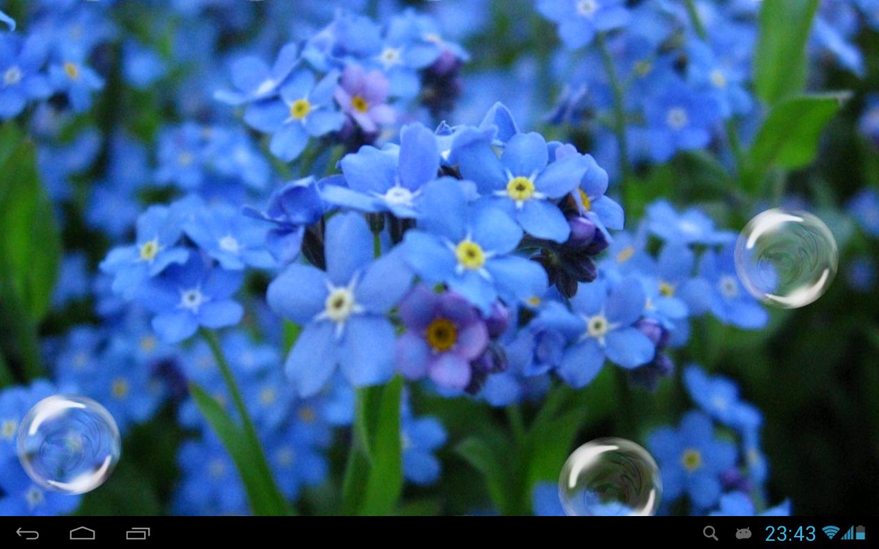 Незабудка. Цветы незабудки. Синие цветочки. Мелкие голубые цветочки. Незабудки времени