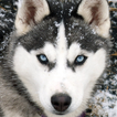 Husky Live Wallpaper