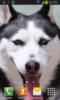 Husky live wallpaper 스크린샷 1