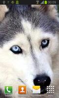 Husky live wallpaper 스크린샷 2