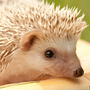 Hedgehogs Live Wallpaper APK