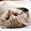 Kittens live wallpaper