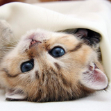 Котята живые обои APK