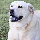 APK Labrador retrievers live wallp