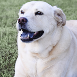 Labrador retrievers live wallp icon