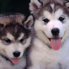 Puppies dogs live wallpaper icon