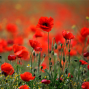 Poppies live wallpaper APK