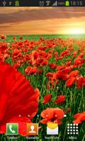 Poppies live wallpaper ポスター