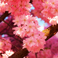 Sakura Live Wallpaper