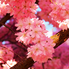 Sakura Live Wallpaper icône