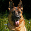 APK Sheepdogs live wallpaper