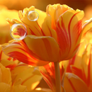 Tulipes Live Wallpaper APK