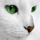 Chats Blancs Live Wallpaper APK