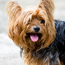 APK Yorkshire Terrier live wallpap