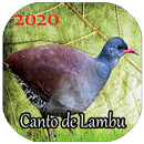 Canto de Inhambu 2020 Offline APK