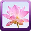 Bát Nhã Tâm Kinh APK