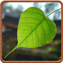 10 Đại Đệ Tử Phật APK