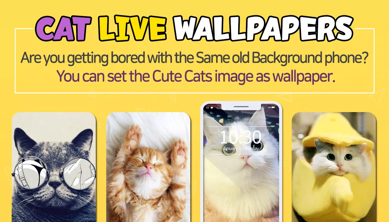 wallpaper  Funny cat wallpaper, Cat wallpaper, Cute cats