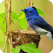 Cute Bird Wallpaper