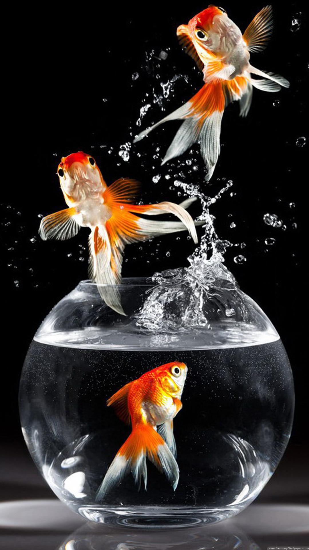 Nice Fish Wallpaper APK for Android Download