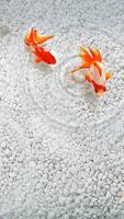 Nice Fish Wallpaper ảnh chụp màn hình 2