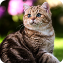Cat Wallpaper HD APK