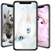 wallpaper kucing lucu