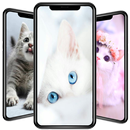 かわいい猫の壁紙 APK