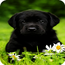 fondos de pantalla de cachorro lindo APK