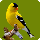 鳥の壁紙 APK