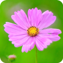 hình nền hoa APK