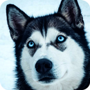 husky dog hình nền APK
