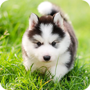 Husky Puppy Wallpapers APK