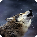 Wolf Wallpaper HD APK