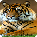 fondos de pantalla de tigre HD APK
