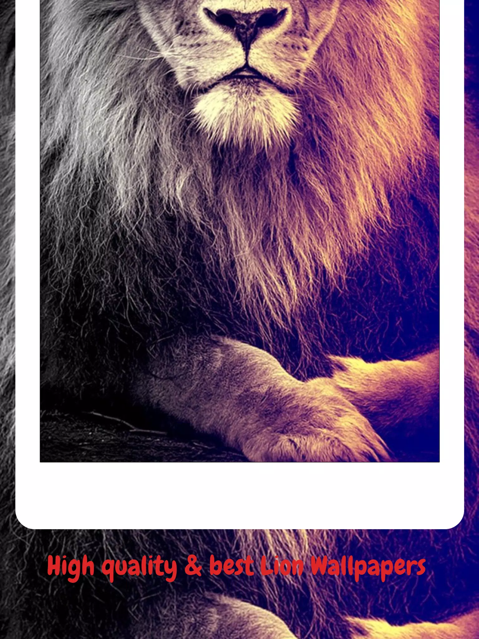 Best Lion Wallpapers HD (No Ads) APK for Android Download Best Lion Wallpapers HD (No Ads) APK for Android Download