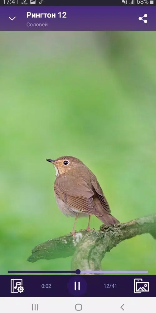 Nightingale Alarm Call. 4K 