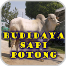 Budidaya Sapi Potong Unggul APK