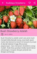 Budidaya Strawberry poster