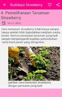 Budidaya Strawberry syot layar 2